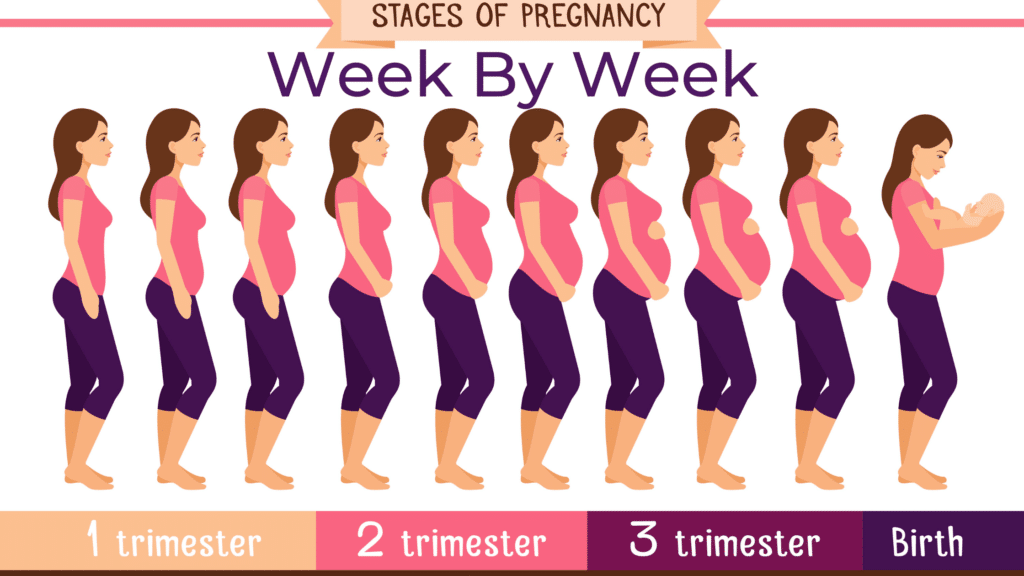 pregnancy week by week