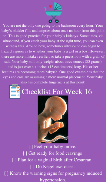 baby in utero at 16 weeks